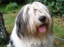 :  > Polský ovčák nížinný (Polish Lowland Sheepdog)