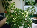 :  > Pomerančový jasmín (Murraya paniculata)