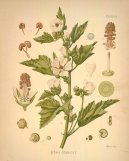 :  > Proskurník Lékařský (Althaea officinalis)