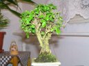 :  > Ptačí zob, stálezelený keř (Ligustrum chinensis)
