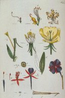 :  > Pupalka Dvouletá (Oenothera biennis)