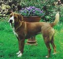 :  > Rakouský krátkosrstý pinč (Austrian Shorthaired Pinscher)