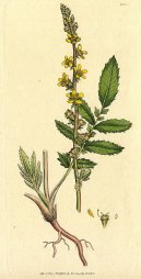 :  > Řepík Lékařský (Agrimonia eupatoria)