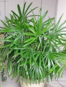 :  > Rhapis, palmenka nízká (Rhapis)