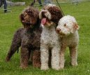 :  > Romaňolský vodní pes (Romagna Water Dog / Lagotto Romagnolo)