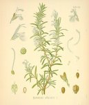 :  > Rozmarýna Lékařská (Rosmarinus officinalis)