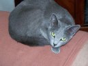 :  > Ruská modrá kočka (Russian Blue Cat)