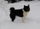 :  > Ruskoevropská lajka (Russian-European Laika)