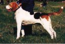 :  > Ruský harlekýnský honič (Russkaja Pegaja Gončaja, Russian Harlequin Hound)