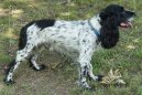 :  > Ruský španěl (Russkij Ochotničij Spaniel, Russian Spaniel)