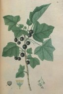 :  > Rybíz Černý (Ribes nigrum L.)