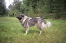 :  > Šarplaninský pastevecký pes (Yugoslav Shepherd Dog)