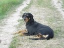 :  > Sedmihradský honič, Transylvánský honič (Erdelyi Kopo, Transylvanian Hound)