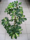 :  > Šeflera (Schefflera)
