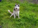 Sibiřský husky