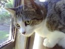 :  > Singapurská kočka (Singapore Cat)