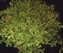 :  > Šípatka, vraneček (Selaginella)