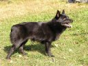 :  > Šiperka (Schipperke)