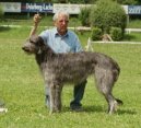 :  > Skotský jelení pes (Scottish Deerhound)