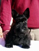 :  > Skotský teriér (Scottish Terrier)