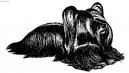:  > Skye teriér (Skye Terrier)