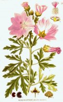 :  > Sléz Přehlížený (Malva neglecta Wallr.)