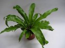 :  > Sleziník (Asplenium scolopendrium)