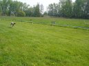 :  > Sloughi, arabský chrt (Sloughi, Arabian Chrt)