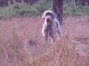 :  > Slovenský hrubosrstý ohař (Slovensky hrubosrsty stavac, Slovakian Wire-haired Pointing Dog)