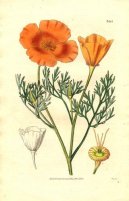 :  > Sluncovka Kalifornská (Eschscholzia californica)