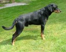 :  > Smalandský honič (Smalandsstovare, Smaland Hound)