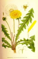 :  > Smetanka Lékařská (Taraxacum officinale)