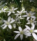 :  > Snědek (Ornithogalum)