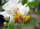 :  > Sparmánie, pokojová lipka (Sparmannia)