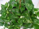 :  > Šplhavnice, scindapsus, potos (Epipremnum)