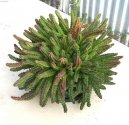 :  > Stapélie, smrdutka (Stapelia)