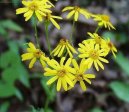 :  > Starček Rowleův (Senecio rowleyanus)