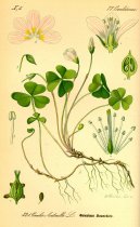 :  > Šťavel Kyselý (Oxalis acetosella L.)