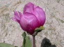 :  > Šťavel (Oxalis adenophylla)