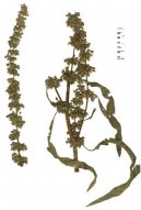 :  > Šťovík Kučeravý (Rumex crispus)