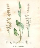 :  > Šťovík Kyselý (Rumex acetosa L.)