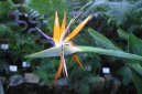 :  > Strelície (Strelitzia)
