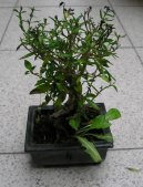 :  > Strom tisíce hvězd, serisa (Serissa foetida)