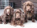 :  > Sussex španěl (Sussex Spaniel)