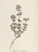 :  > Světlík Lékařský (Euphrasia officinalis)