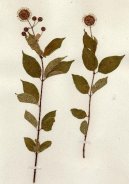 :  > Svízel (Galium)