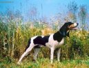 :  > Švýcarský honič (Schweizer Laufhund - Chien Courant Suisse, Swiss Hound)
