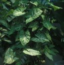 :  > Syngónium (Syngonium)