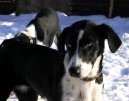 :  > Tažní psi (Northern dog)