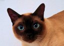 :  > Thajská kočka (Thai Cat)